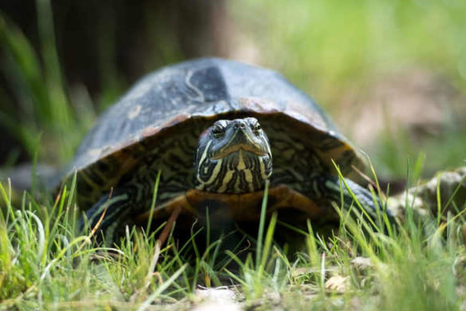 Die Schildkröte wurde dem Tierschutzverein übergeben. (Symbolbild)