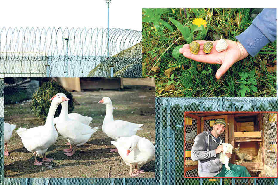 Eine Delikatesse: In der JVA Zeithain werden neben anderem Getier sogar gefleckte Weinbergschnecken gezüchtet -zum späteren Verzehr!