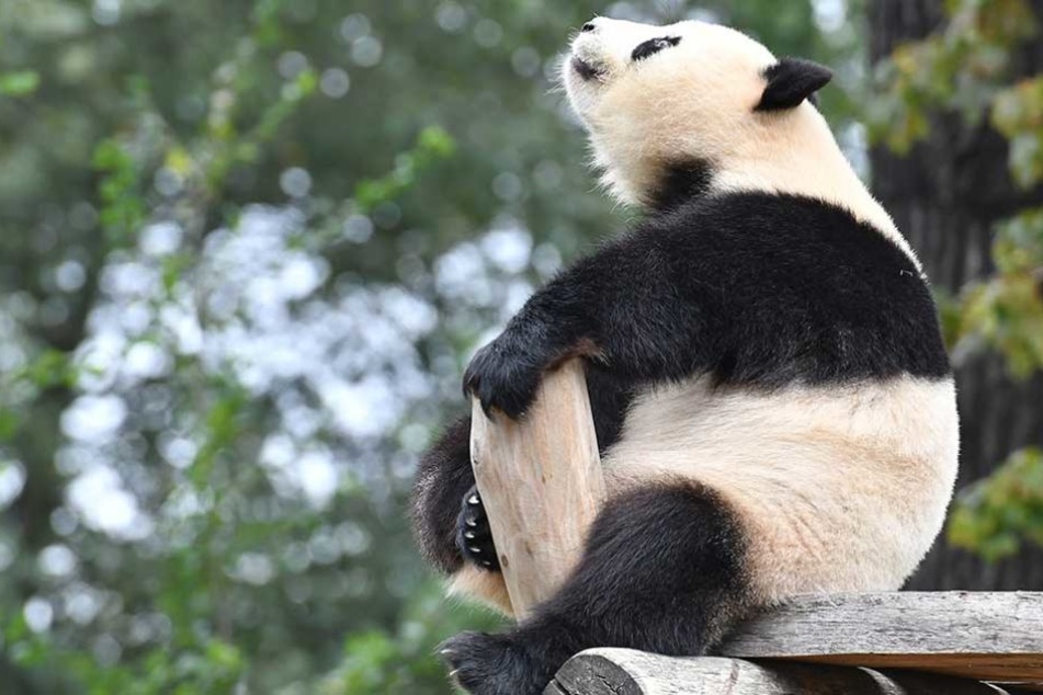 Tierschützer sorgen sich um das auffällige Verhalten von Meng Meng.