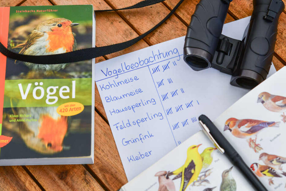 Im vergangenen Jahr machten über 6000 Vogelfreunde bei der Zählung mit. (Symbolbild)