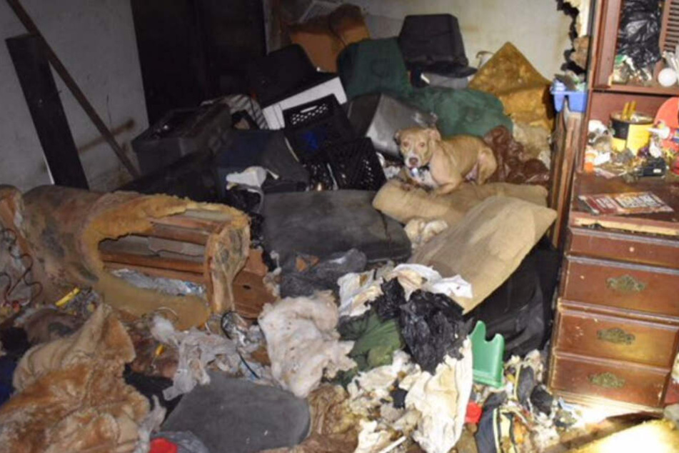 Hund Leidend Und Angekettet In Messi Haus Zuruckgelassen Tag24