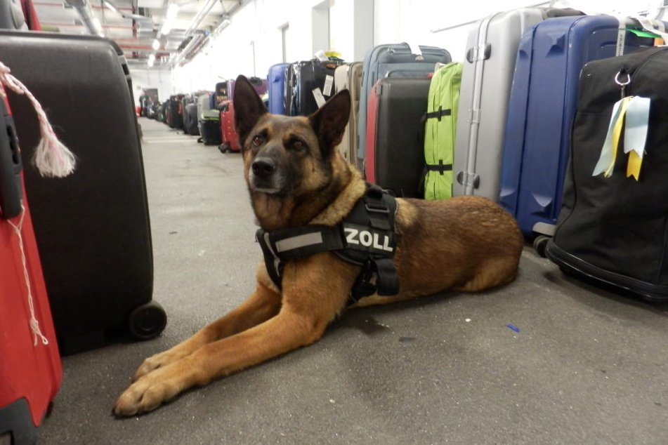 Partner mit der feinen Schnauze: Polizeihund Kyra.