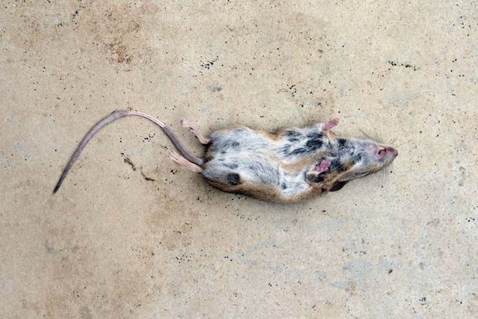 Eine tote Maus ist ekelhaft (Symbolbild).