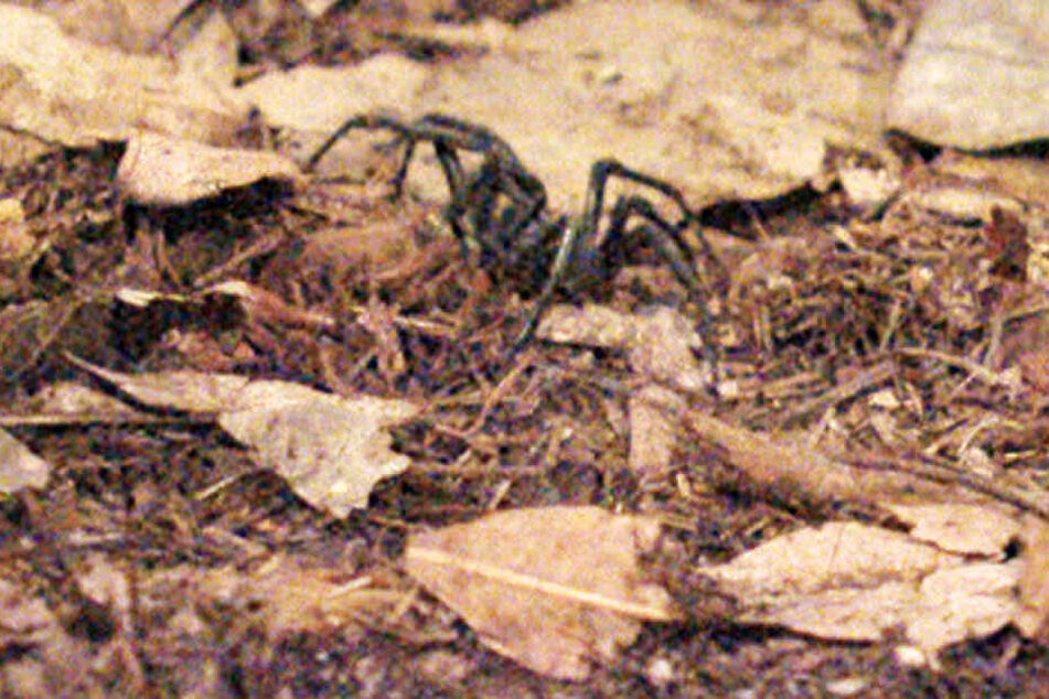 Am Abend verirrte sich die giftigste Spinne Australiens ins Camp.