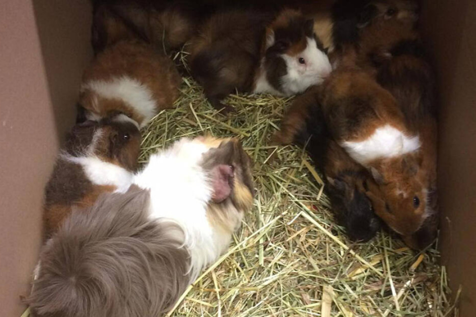 Diese kleinen Meerschweinchen wurden von Unbekannten ausgesetzt.