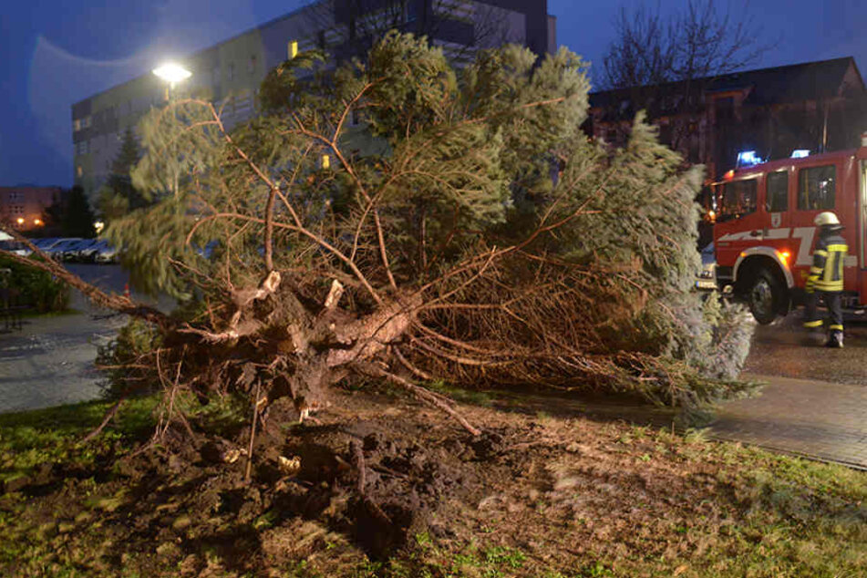 Ein Baum liegt quer auf der Fahrbahn zwischen Niemtsch und Peickwitz.