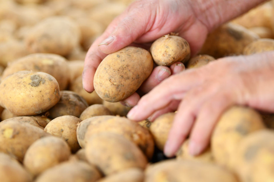 Rheinische Speisekartoffeln könnten in diesem Jahr knapp werden (Symbolbild).