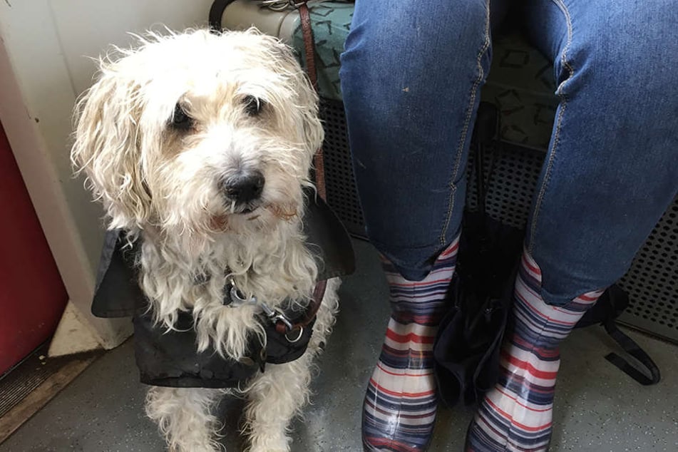 Richtiges Hundewetter in Berlin, was auch den vierbeinigen Freunden nicht gefallen wird.