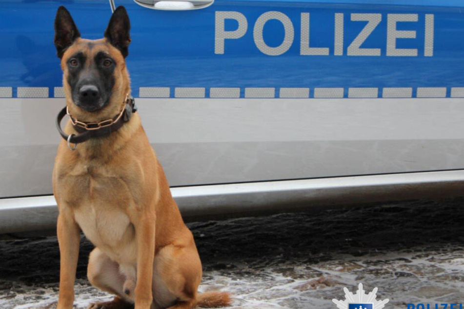 Polizeidiensthund "Buk" ist eine echte Spürnase.
