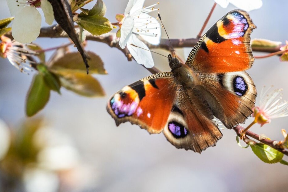 Ein Tagpfauenauge saugt Nektar aus den Blüten eines Baumes.