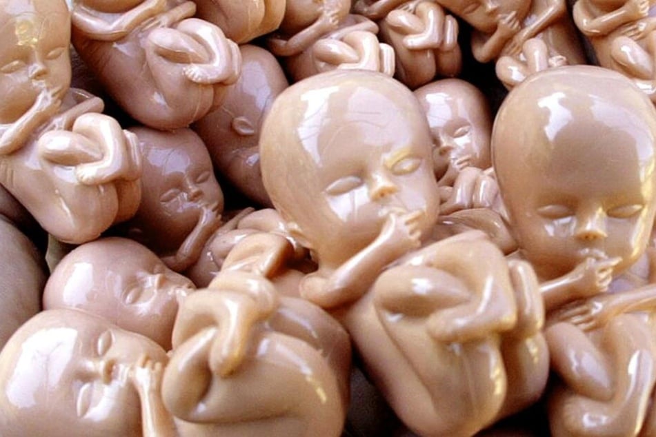 Die Kunststoff-Modelle stellen Embryos in der zehnten Schwangerschaftswoche in Originalgröße dar.