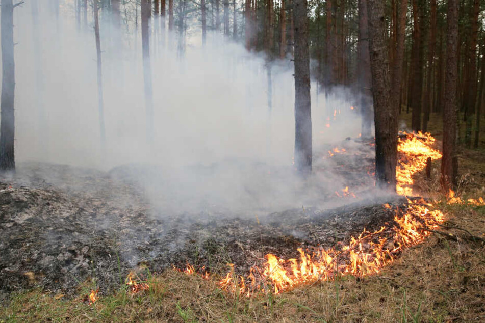 Flammen fressen sich durch den Wald in Lübtheen.