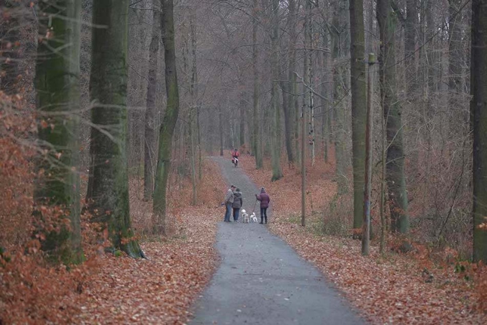 Schaftreibe- und Irrbornweg im Küchwald sind unbeleuchtet. Das soll sich nach dem Willen des Stadtrats ändern.
