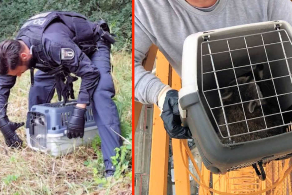Der Waschbär wird aus der Box in die Freiheit entlassen, nachdem er zuvor von einem 40-Meter-Kran geholt wurde. (Bildmontage)