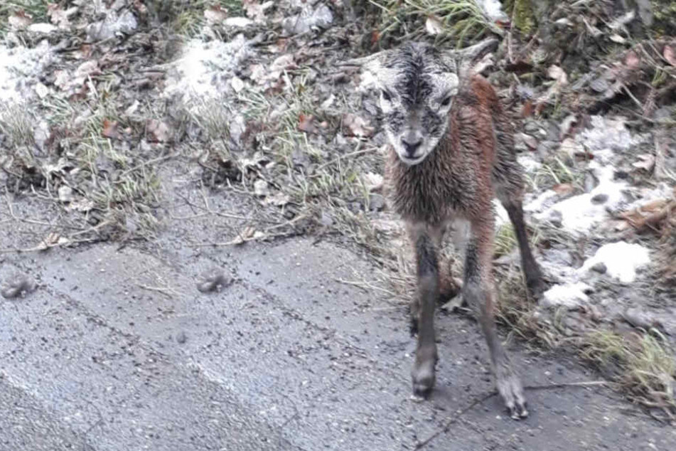 Wird das Lamm seine Mutter je wieder sehen?
