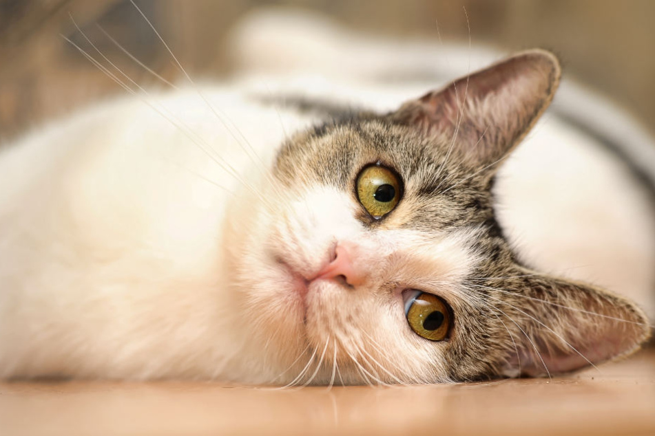 Die Besitzer fanden ihre Katze schwer verwundet vor (Symbolfoto).