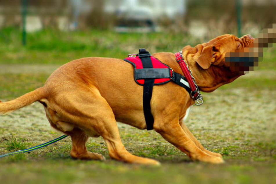 Die Dogge verletzte beide Beine des Mannes, die sofort operiert werden mussten. (Symbolbild)