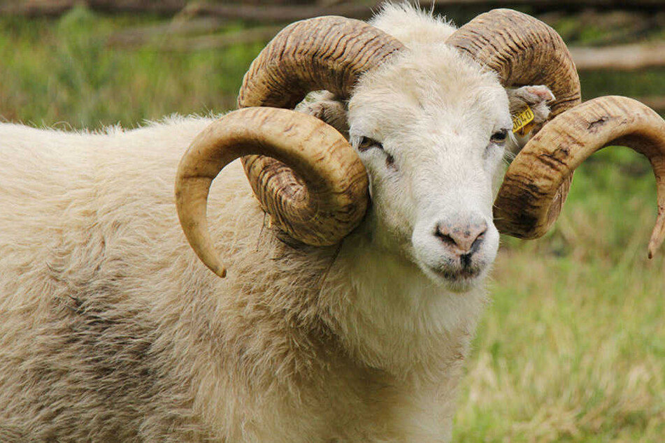 Warum wurde in Dippoldiswalde ein Schaf niedergemtzelt?