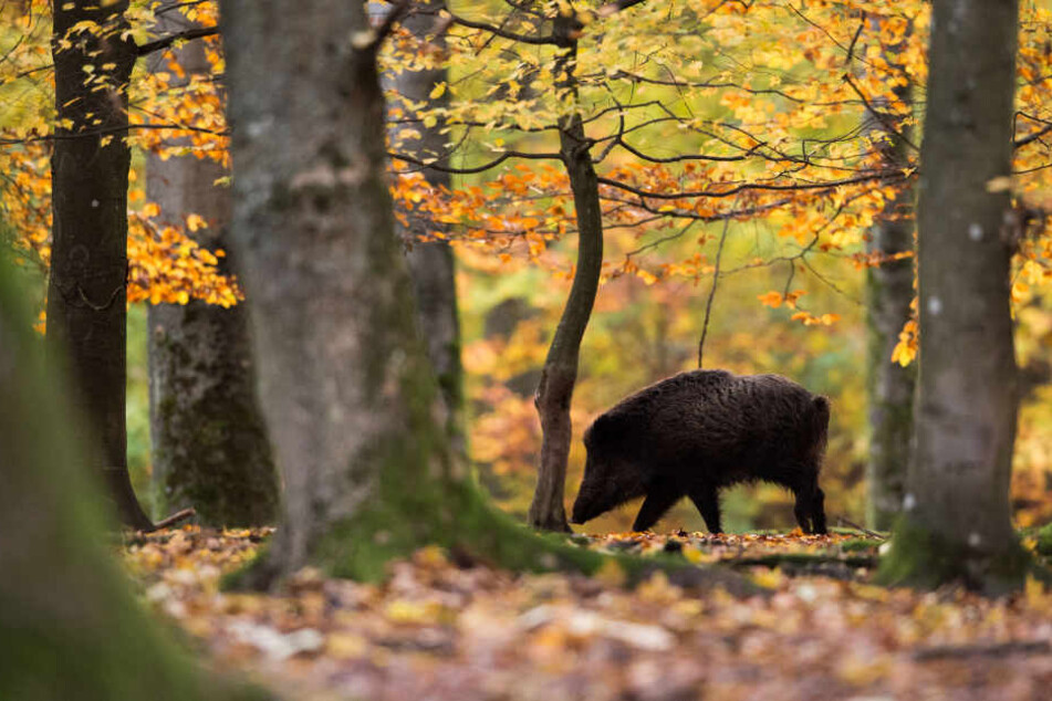 Alleine in Baden-Württemberg werden jährlich 50.000 Wildschweine geschossen. (Symbolbild)