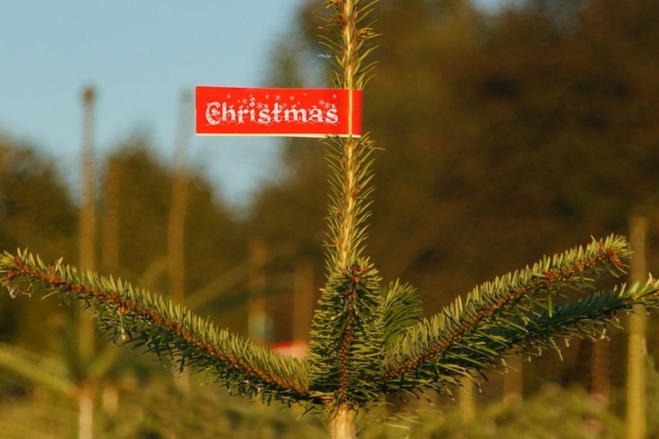 Wer etwas für
die Umwelt tun
will, kauft einen Weihnachtsbaum aus der
Region. So entfallen lange
Transportwege.