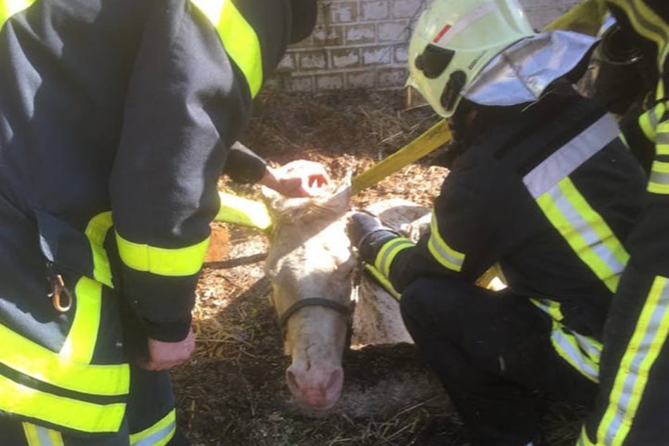 20 Rettungskräfte versuchten das Tier aus seiner misslichen Lage zu befreien.