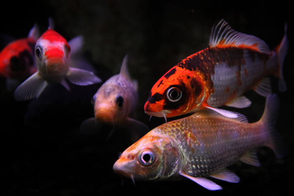 Insgesamt sind 15 Fische verschwunden.