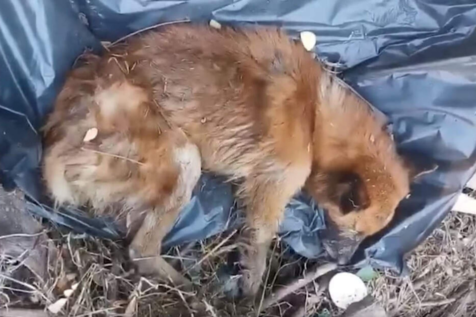 Der Hund war extrem erschöpft.