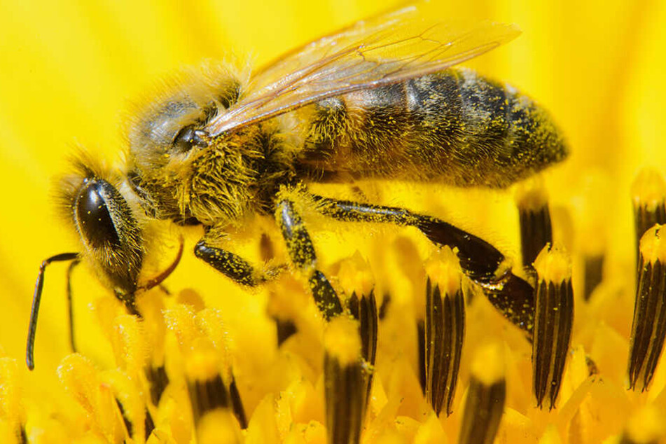 Besonders giftig sei Glyphosat für Amphibien, Fische und andere Wasserorganismen.