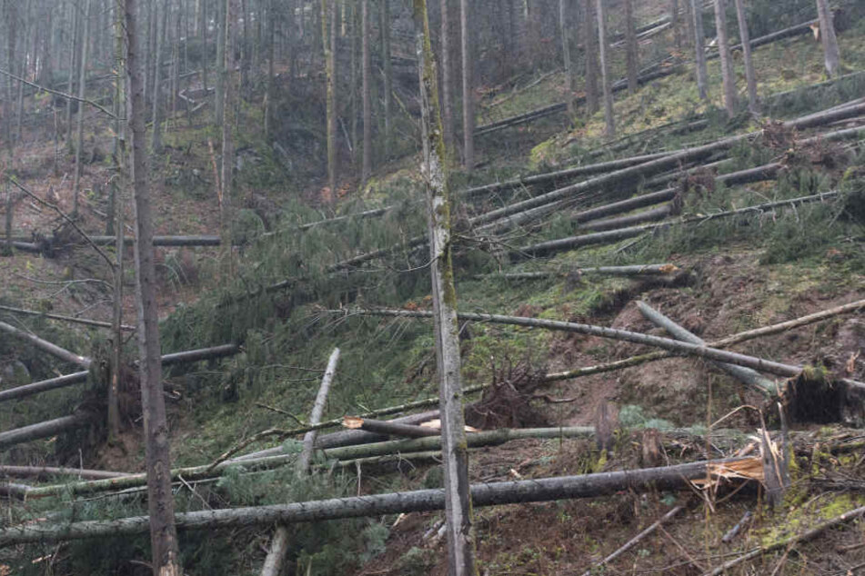 Im Wald lauert mit herabstürzenden Ästen die tödliche Gefahr. (Symbolbild)