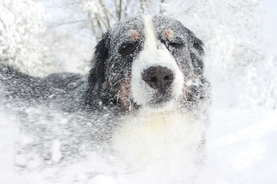 Maxine Johnson aus Memphis ließ ihre zwei Hunde in einem Schneesturm zurück. Doch tat sie dies mit voller Absicht? (Symbolbild)