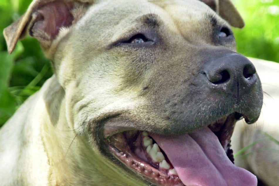 Die Hunde gehören zur Rasse "American Staffordshire Terrier". (Symbolbild)