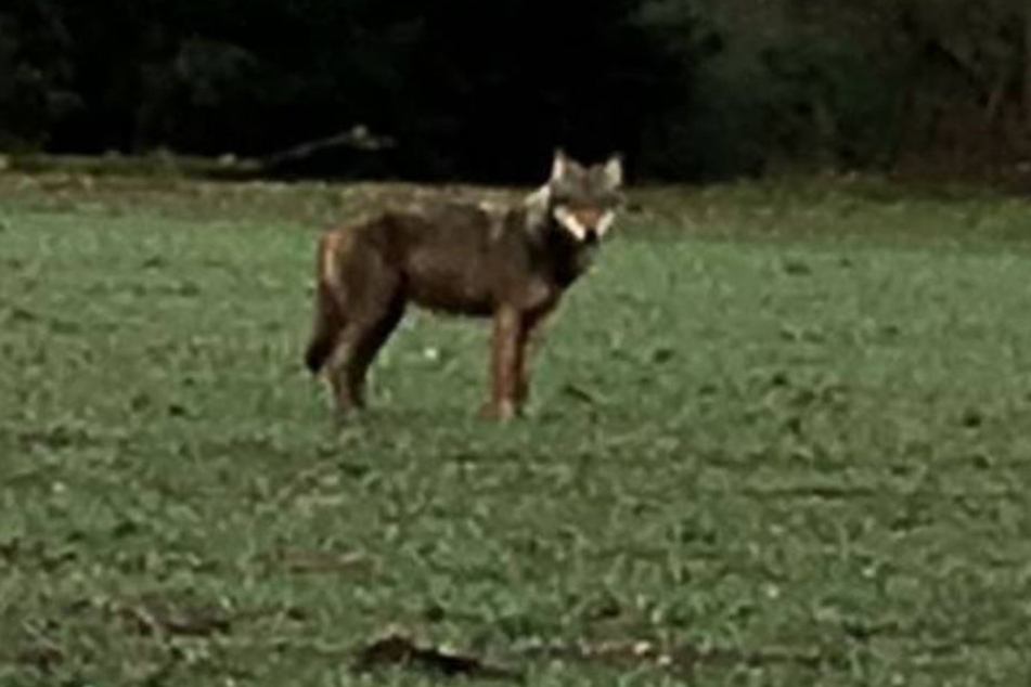 Ein Autofahrer macht das Foto des frei lebenden Wolfes am Donnerstag.