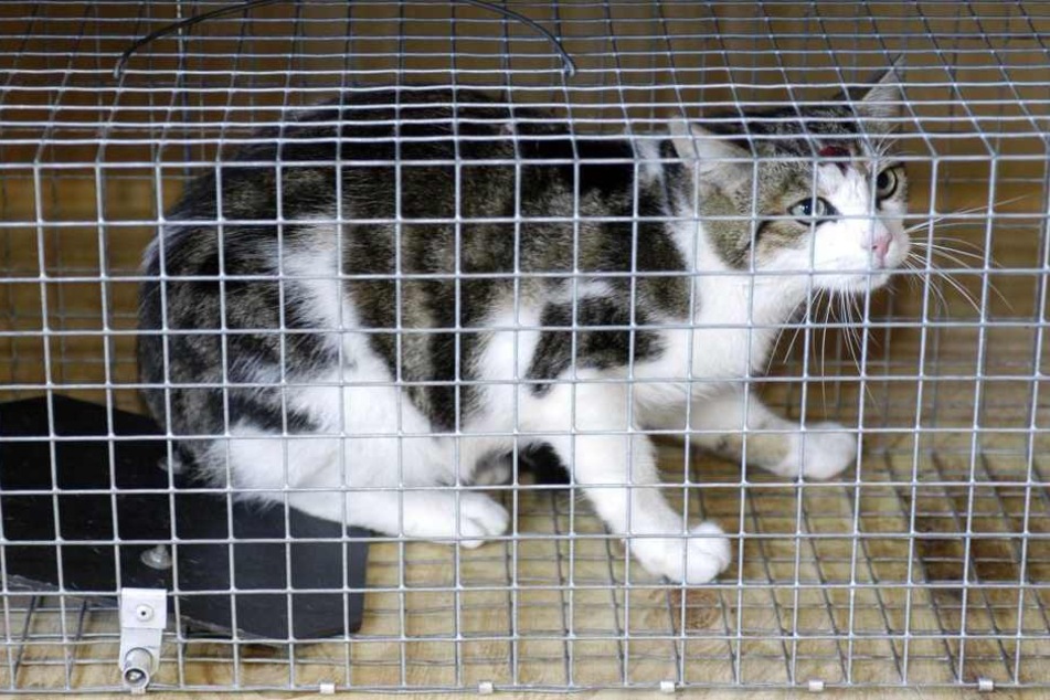 Eine Katze ist in Thüringen an einem Tellereisen verendet.