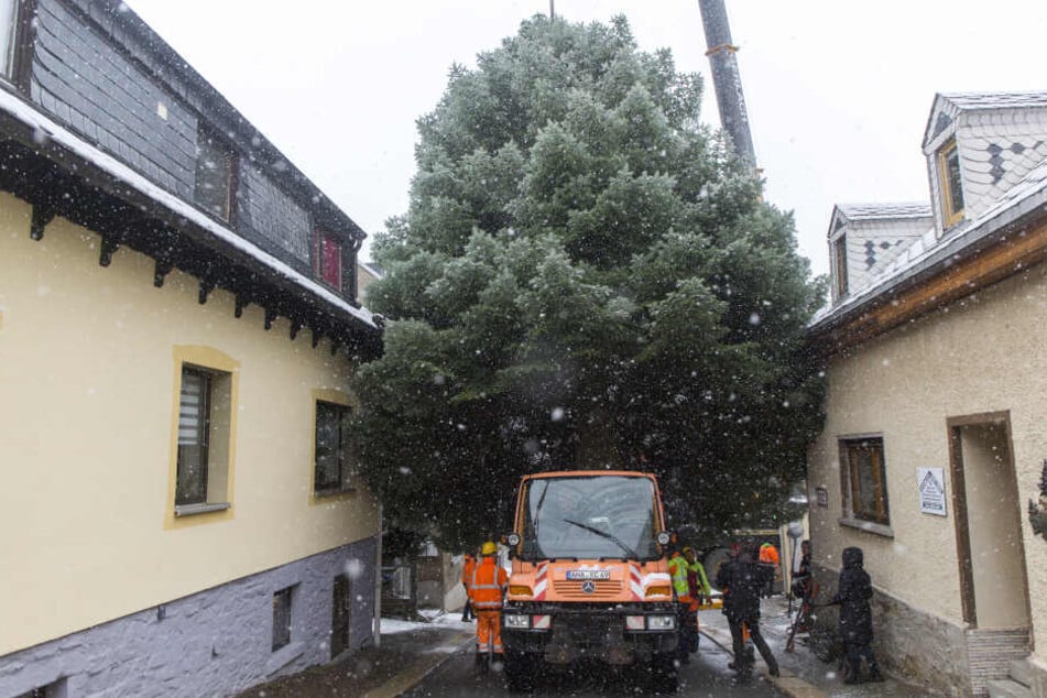Beim Abtransport blieb der Baum in der engen Straße stecken.