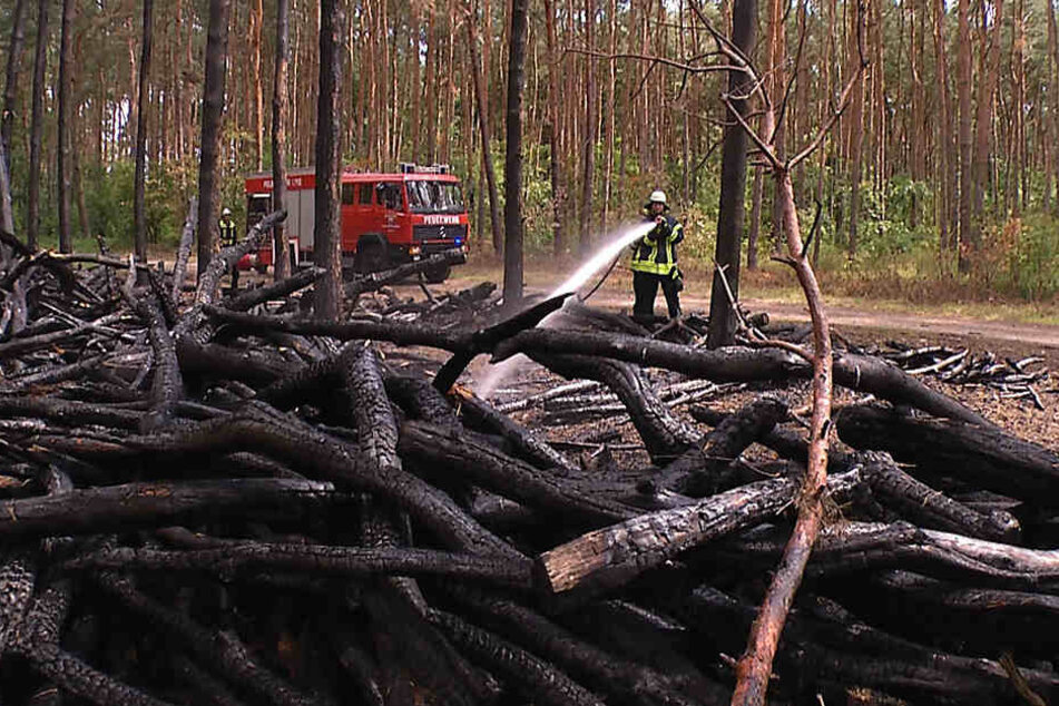 Der Feuerteufel steckte Holzstapel und einen Teil des Waldes in Brand. Für die Förster bedeutet das einen enormen finanziellen Verlust.