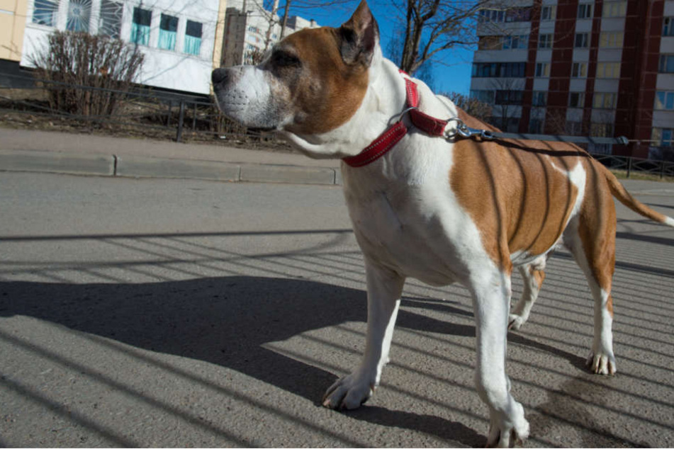 Die Beamten konnten den Hund wohl nicht einfangen und schossen auf ihn. (Symbolbild)