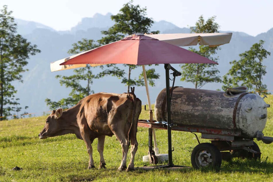 Eine Kuh steht auf einer Weide unter dem Schatten zweier Sonnenschirme an einer Tränke. Die Hitze könnte zum Start der Ferien zusätzliche Probleme machen.