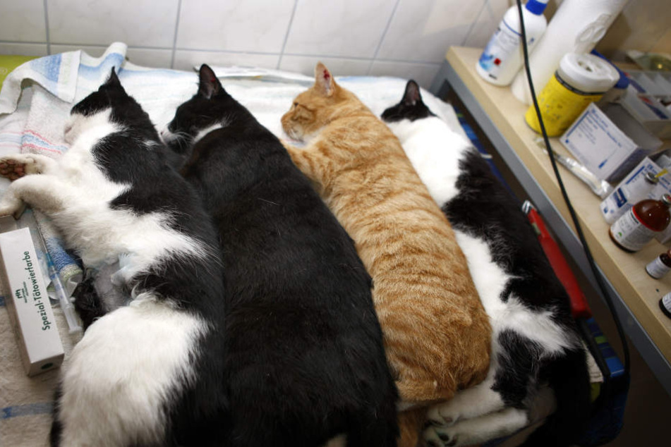 Narkotisierte Katzen liegen nach der Kastration in einer Klinik. (Archivbild.)
