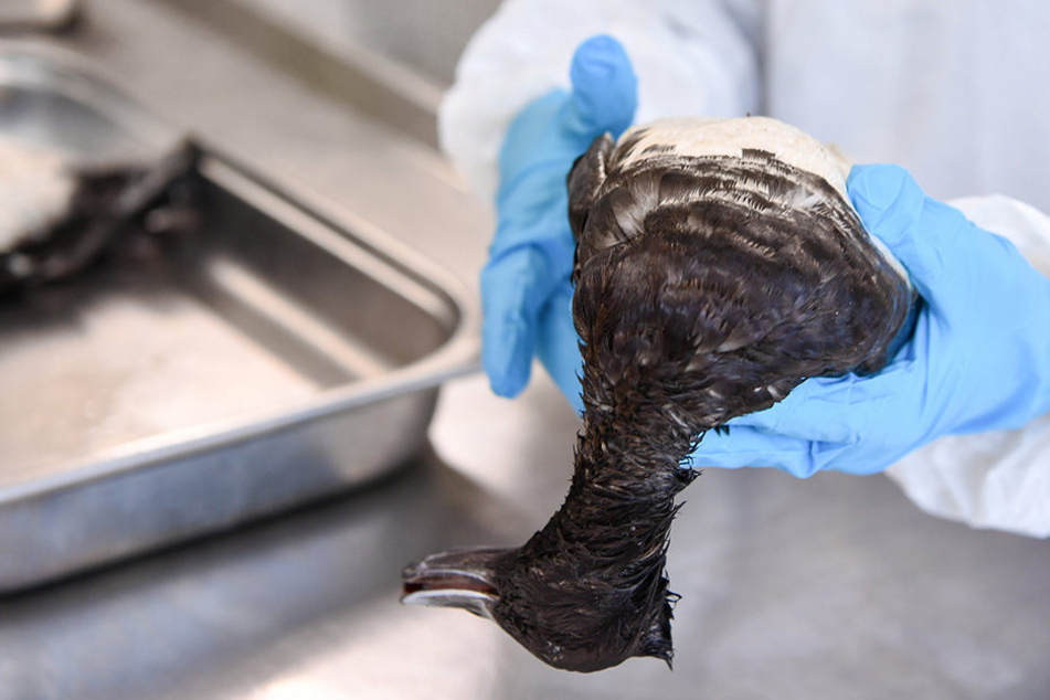 In Dresden wurden bei weiteren toten Wildenten das Vogelgrippe-Virus festgestellt. (Symbolbild)