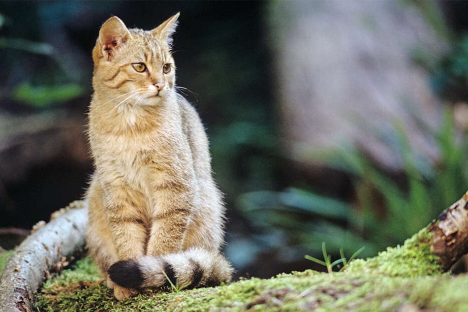 Vor allem die jungen Wildkatzen sehen den Hausmiezen verdammt ähnlich. Experten warnen trotzdem davor, die Tiere zu streicheln.