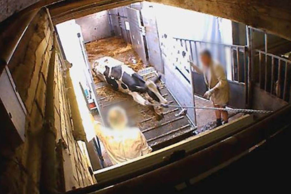 Ein Rind wird mit einer Art Seilwinde aus dem Transporter gezerrt.