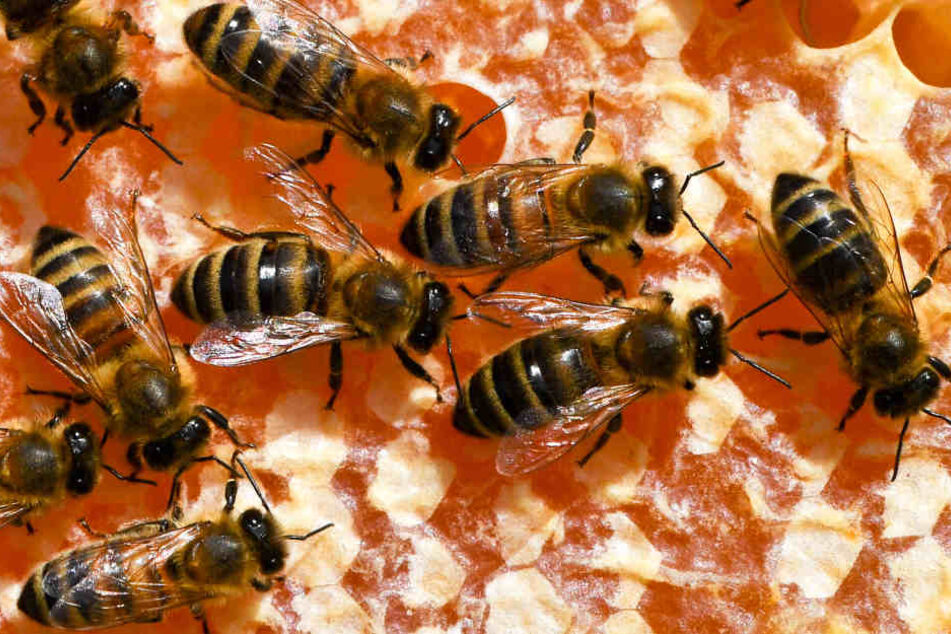Bienen sind nicht nur nützlich, sondern auch für Menschen extrem wichtig.