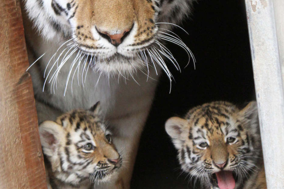 Die kleinen Amurtiger brauchen noch einen Namen.
