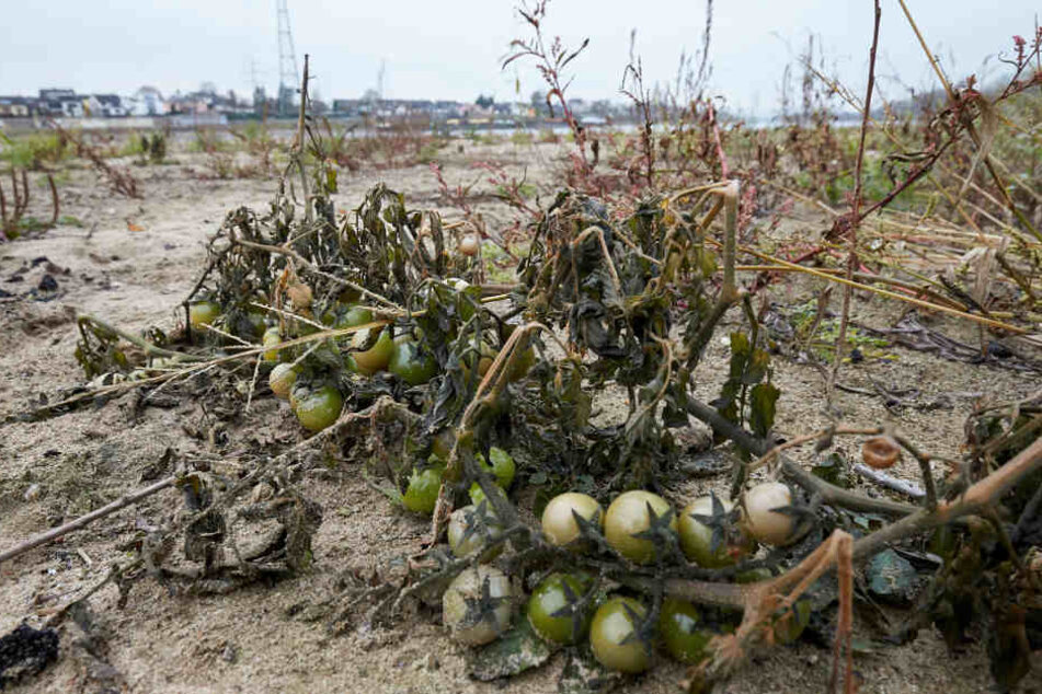 Die Tomaten werden sogar reif.