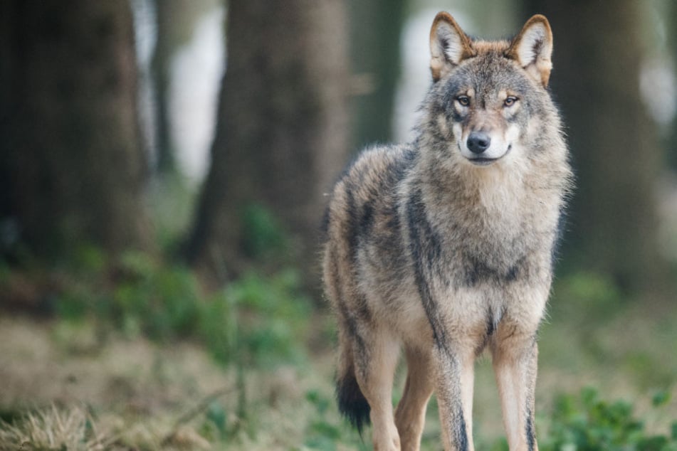 Ein Wolf könnte im Landkreis Oberallgäu für tote Kälber verantwortlich sein. (Symbolbild)