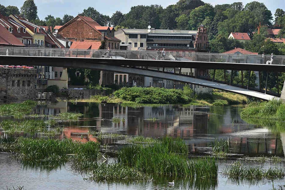 In der Neiße bei Görlitz haben die Pflanzen gerade Oberwasser - verrückt!