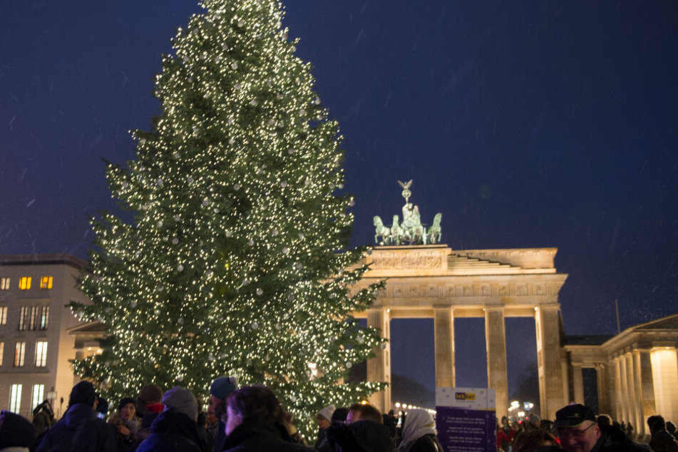 Die 17 Meter hohe Colorado-Tanne steht vor dem Brandenburger Tor.