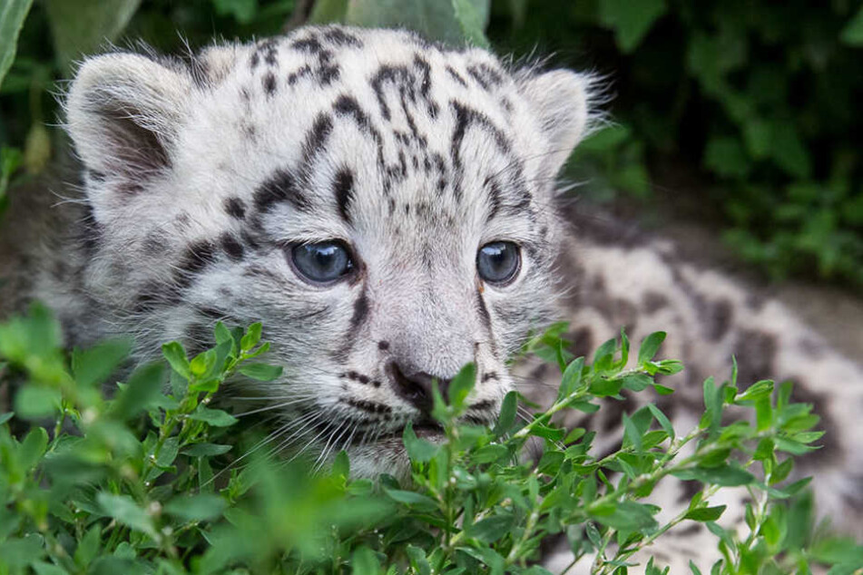 Am 13 Juni wurde der kleine Schneeleopard im Tierpark Berlin geboren.