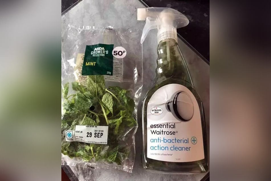 Mit Minzblättern und einer Reinigungsflüssigkeit wurde Sylvia zur Herrin der Spinnen.