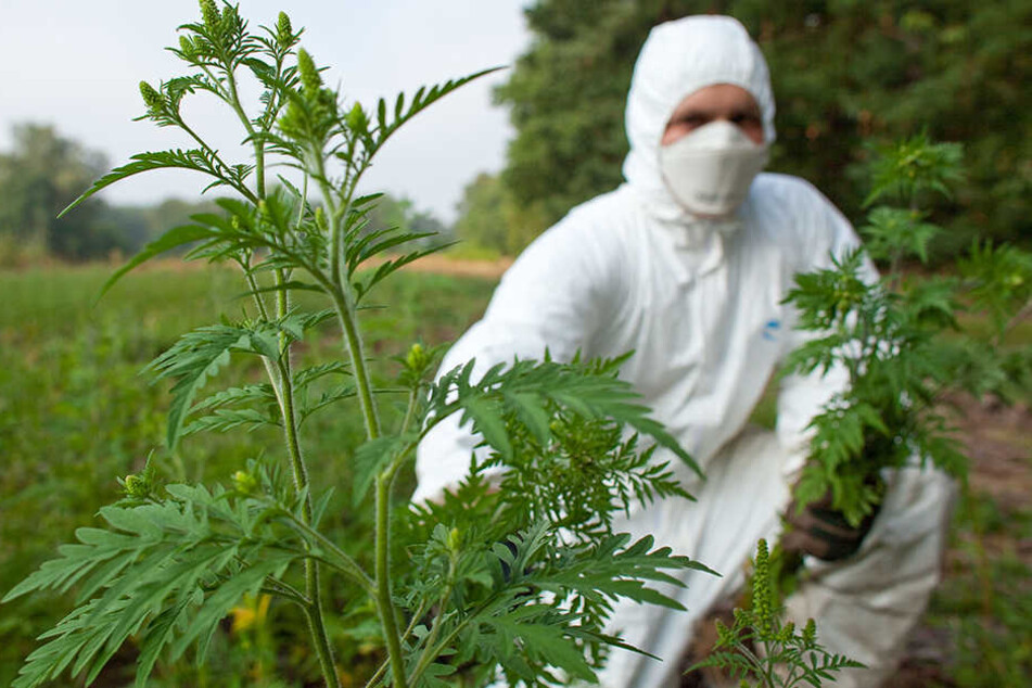 Das beifußblättrige Traubenkraut wächst vornehmlich an Straßenrändern, auf Äckern und ist auch in Wohngebieten zu finden und daher für Allergiker besonders gefährlich.
